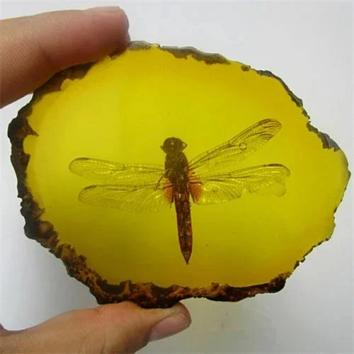 

Collection Chinese Beautiful Amber Dragonfly Fossil Insects Manual Polishing Exquisite Gift