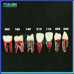 Estudo endodôntico dental do canal radicular RCT prática Endo dentes dente modelo polpa