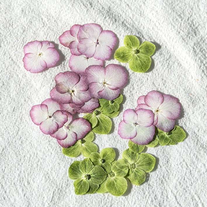 60Pcs Natural Original Color Hydrangea Dried Flowers Pressed Flowers Resin Phone Case DIY Real Flower Coaster Pressed Flower Frame Greeting Card Craft Decorations Phone Case Plant Specimen Envelope