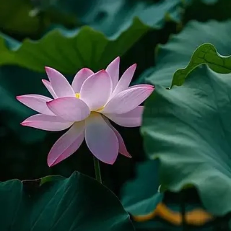 GEPRC SPEEDX2 1002 25000 KV Motor Geeignet T-Cube 18 Drohne DIY RC FPV Quadcopter Freestyle 1,6-2 Zoll Drohnen Zubehör