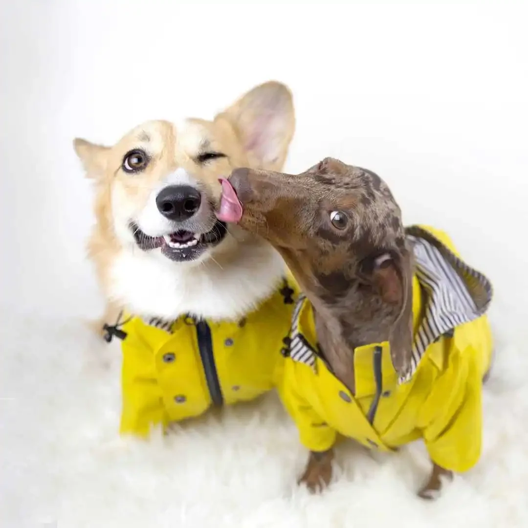 Fashion Raincoat For Dogs Waterproof Raincoat Jacket Coat Windproof For Small Medium Large Dogs Pet Fashion Clothes