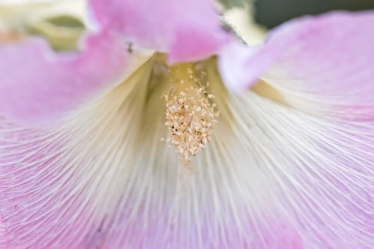 128 Uds. Semillas de Malva Real Rosa Claro, Flor de Torre para el Fondo del Jardín para Jardín, Patio y Bordes Altos