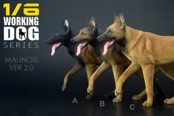 JXK 1/6 Working Dog Belgian Malinois Figure Pet Animal Model Colllector Decor Toys Animals Collectible For Adult Birthday Gift