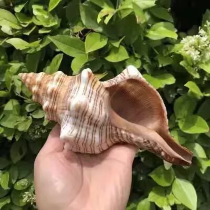 New Large Line Red Spiral Snail Natural Shell Creative DIY Succulent Conch Flower Pot Fish Tank Landscaping Aquarium Hermit Crab