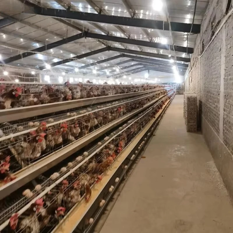 New Automatic H/A-Type Anti-rust Hot Dip Galvanized Steel Chicken Cage for Commercial Layer Hens