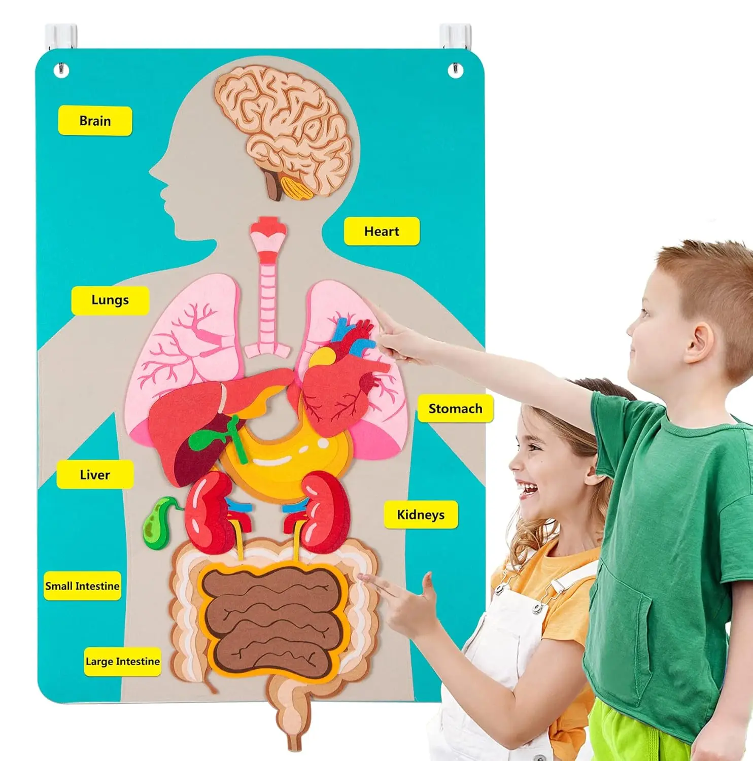 أجزاء جسم الإنسان قصص لوحية للأطفال ألعاب مونتيسوري الأنشطة الحسية تعليم الرعاية النهارية مرحلة ما قبل المدرسة التعلم التعليمي #1