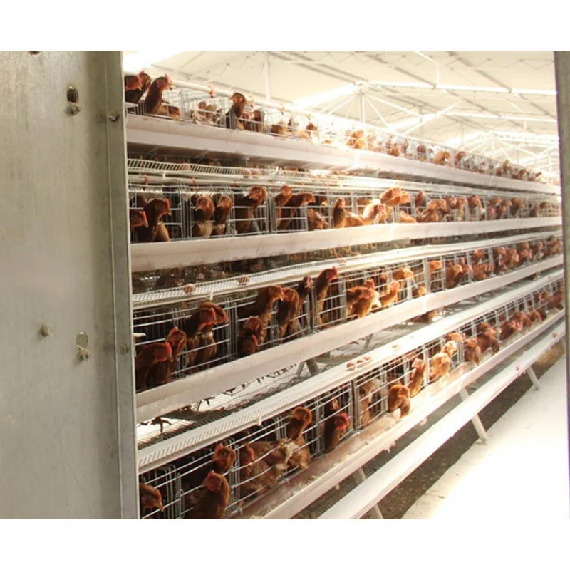 Ethiopia Hot Sale Automatic Chicken Coop Equipment 5000 Chicken 120 00 Birds Layer Chicken Cage