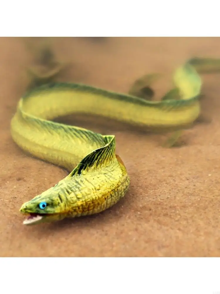 

Life Like Eel Model Figure Child Safe Plastic Solid Figurine with Realistic Texture and Color for School Classroom Use L8RB
