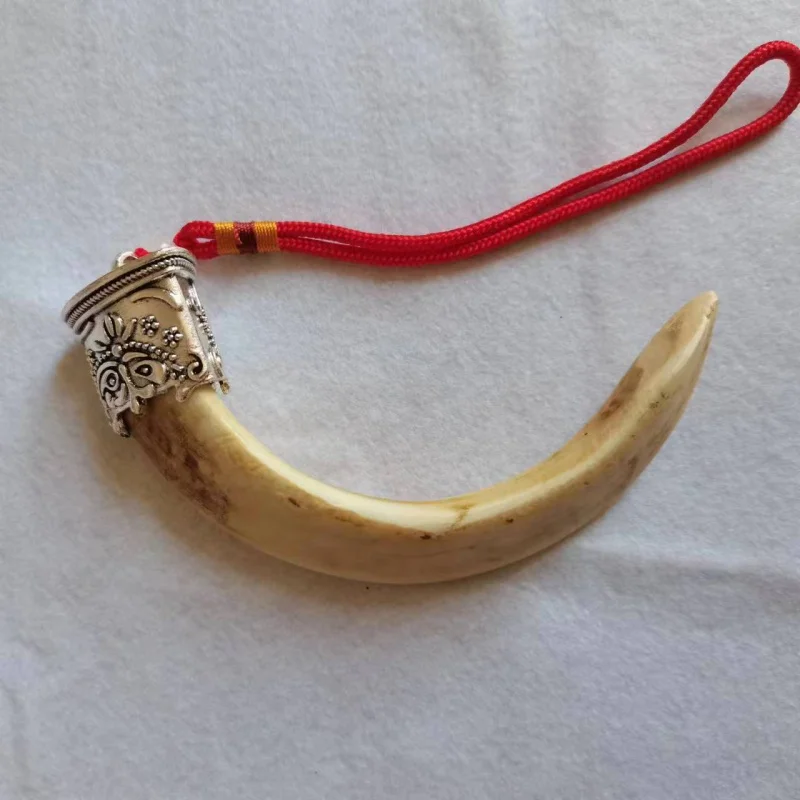 Pig Tooth Handheld Artsy Object Real Pig Fangs Pig Teeth Pendant Necklace Scenic Spot Supply