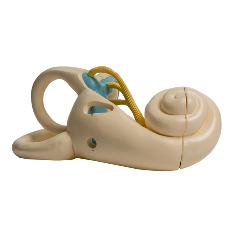 Anatomical Inner Ear Model Shows Internal Structure for Lecture Report Dropship