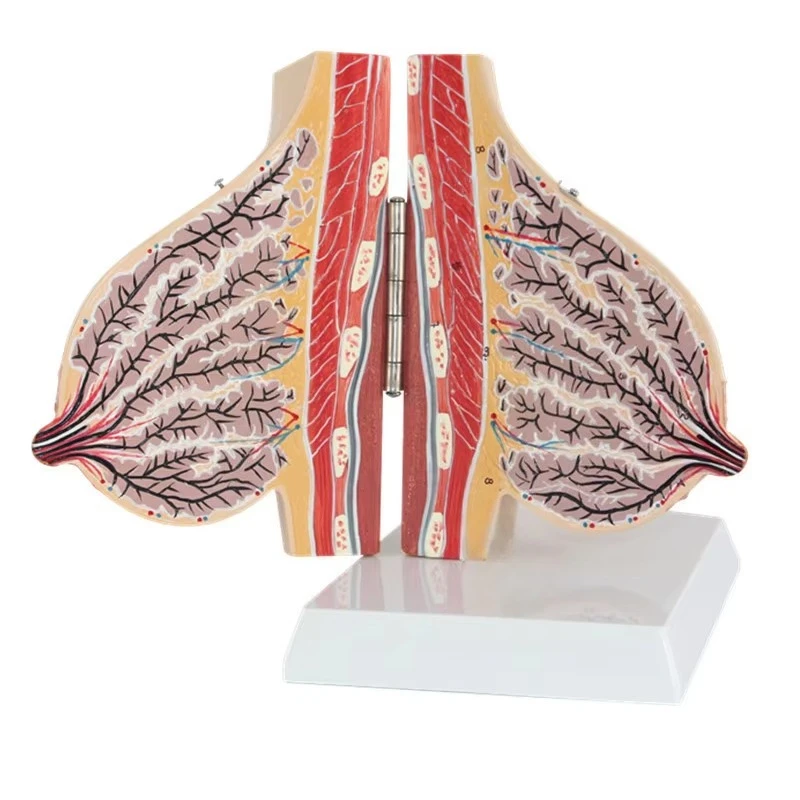 

Lactation Breast Model Medical Pvc Breast Anatomy Model During Lactation Female Breast Model