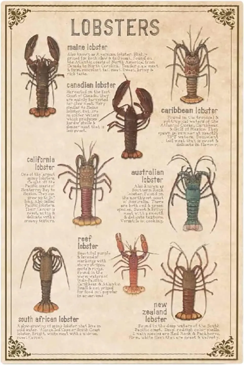 LALLRI Plaques Métalliques Décoratives sur les Types de Homards, Infographies du Marché des Fruits de Mer, Affiches Éducatives sur les Homards pour la Maison, la Cuisine et les Clubs