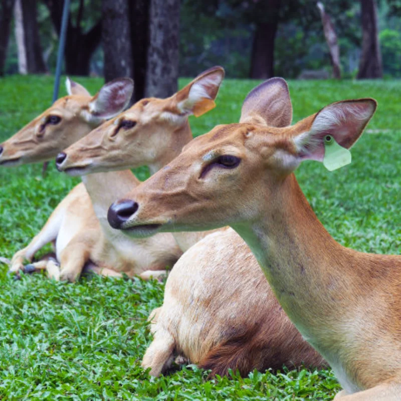 

Metal Side Step Pedal for 1/10 RC Crawler Car REDCAT GEN8 Scout II Upgrade Parts