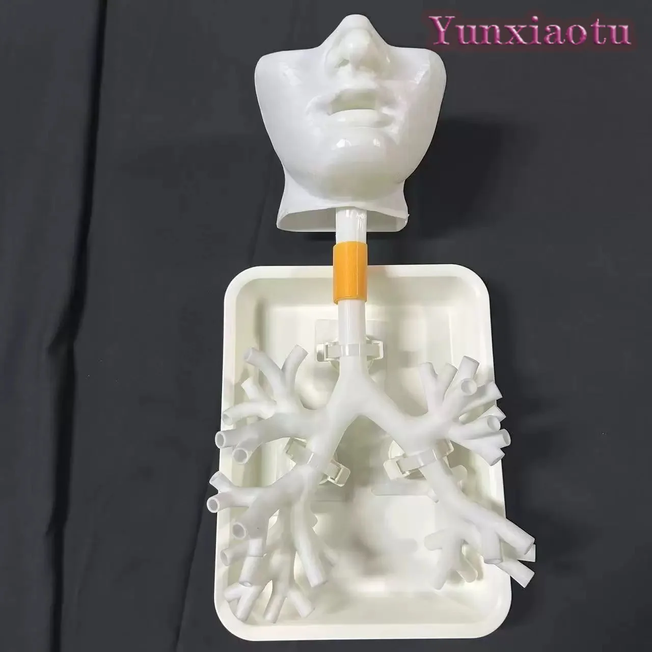 1:1 Bronchoscopy Training Model with Resin Bronchial Tree for Flexible Endoscopy Practice in Medical Education