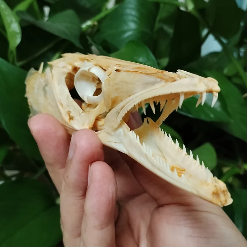 15CM Real Northern Pike Skull Natural Esox Lucius Fish Skeleton Animal Skeleton Specimen Model Taxidermy Science Education