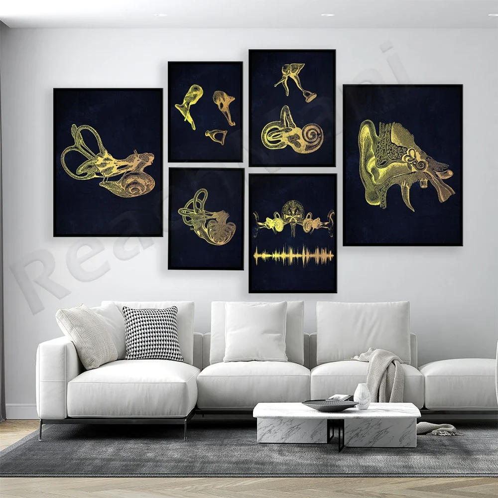Human Ear Anatomy Art Hearing System Structure Coclea Ossicles Ear Drum Poster Audiologist Office Decor Poster