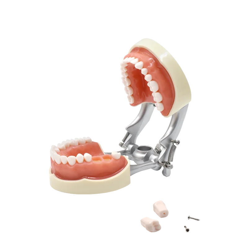 Dental Teaching Teeth Model with 32 Removable Teeth Soft Gum Model Used For dental practice teaching