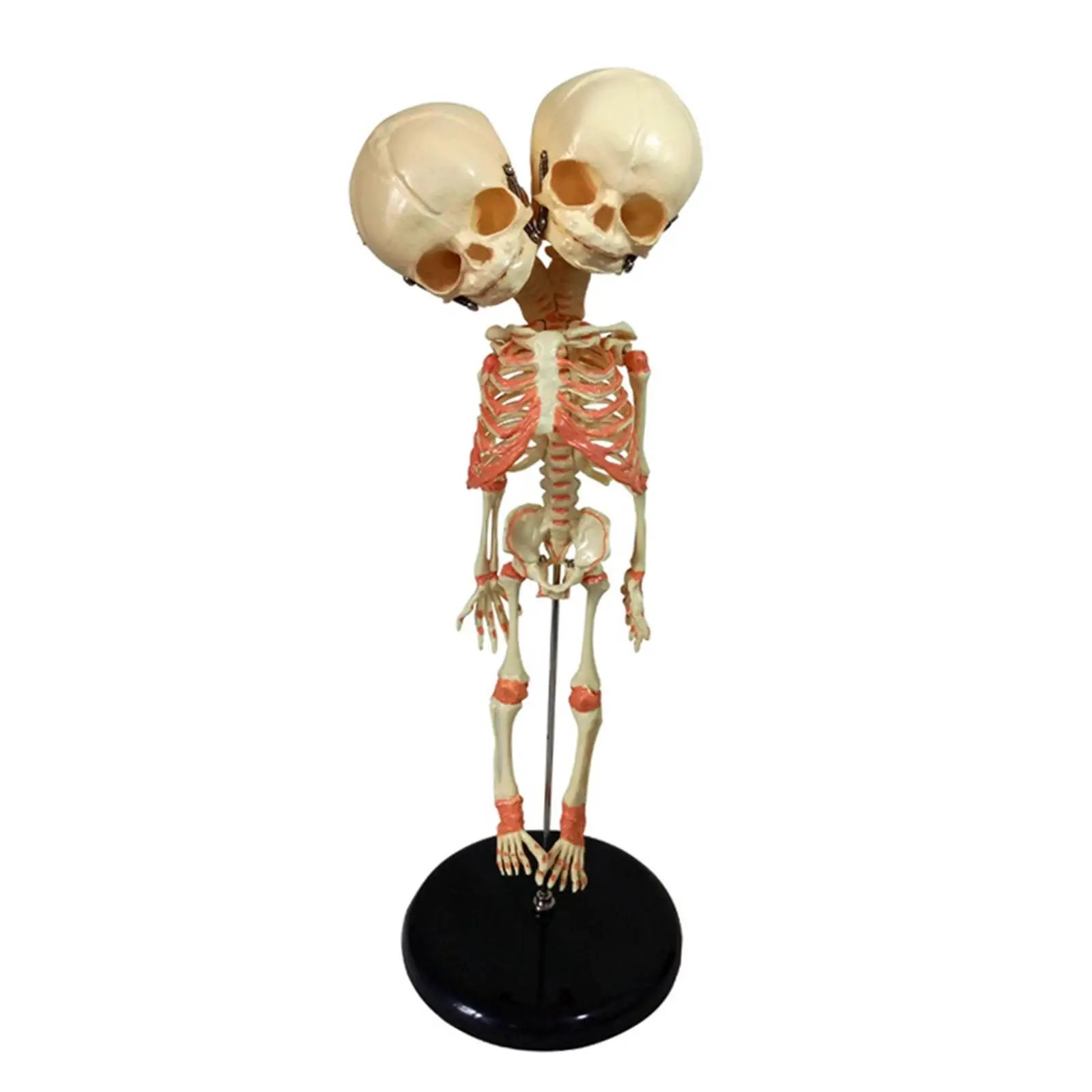 Two Headed Baby Skeleton Model with Basic Teaching Materials