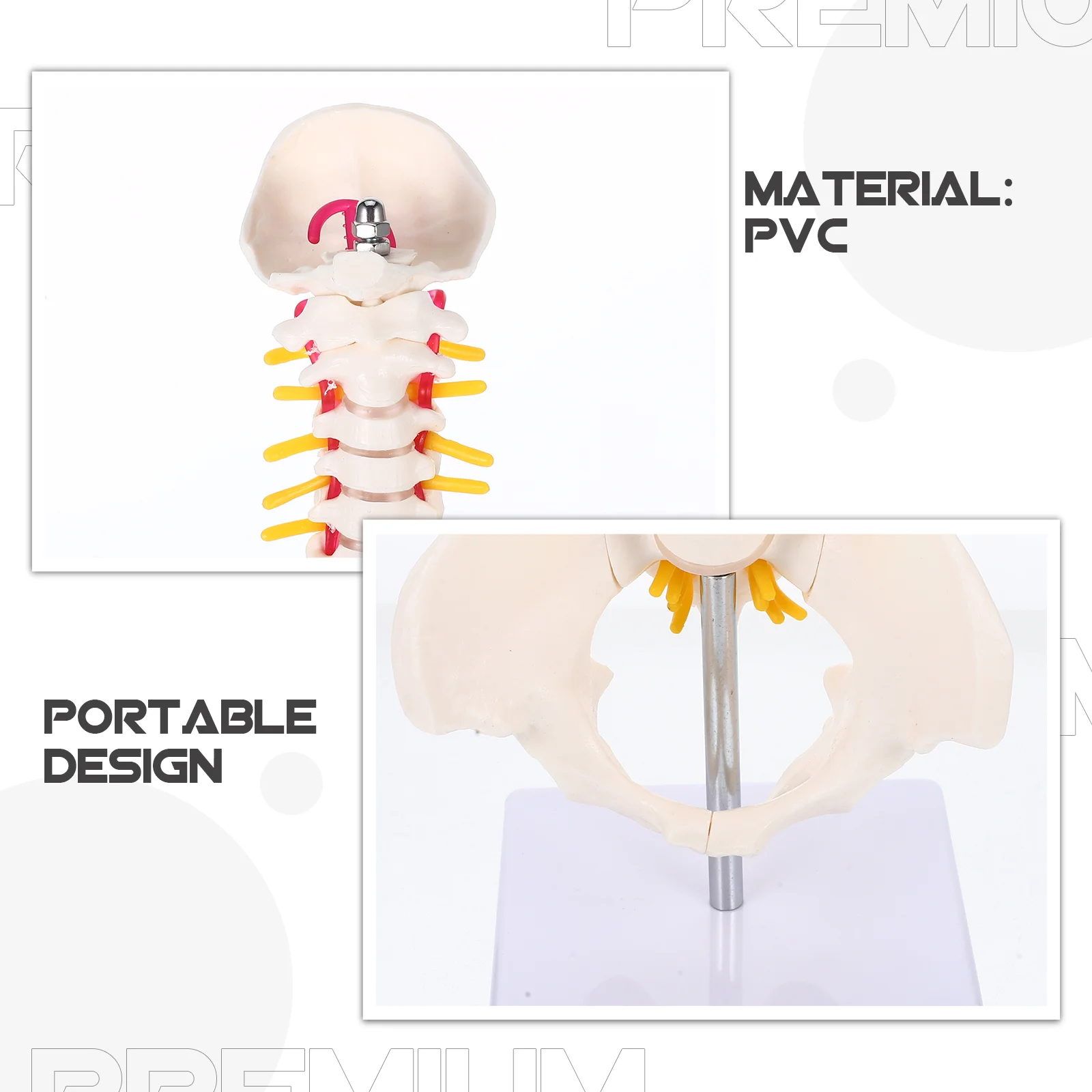 Spine Model for Hospital Anatomy with PVC Medical Tailbone White Practice Training