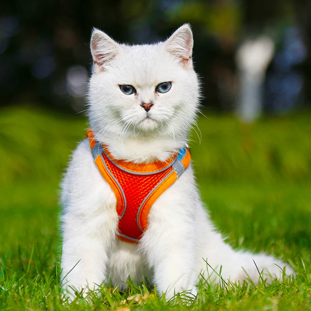 Thumbnail 3 - #16 Trending Dog Car Safety Harnesses Right Now
