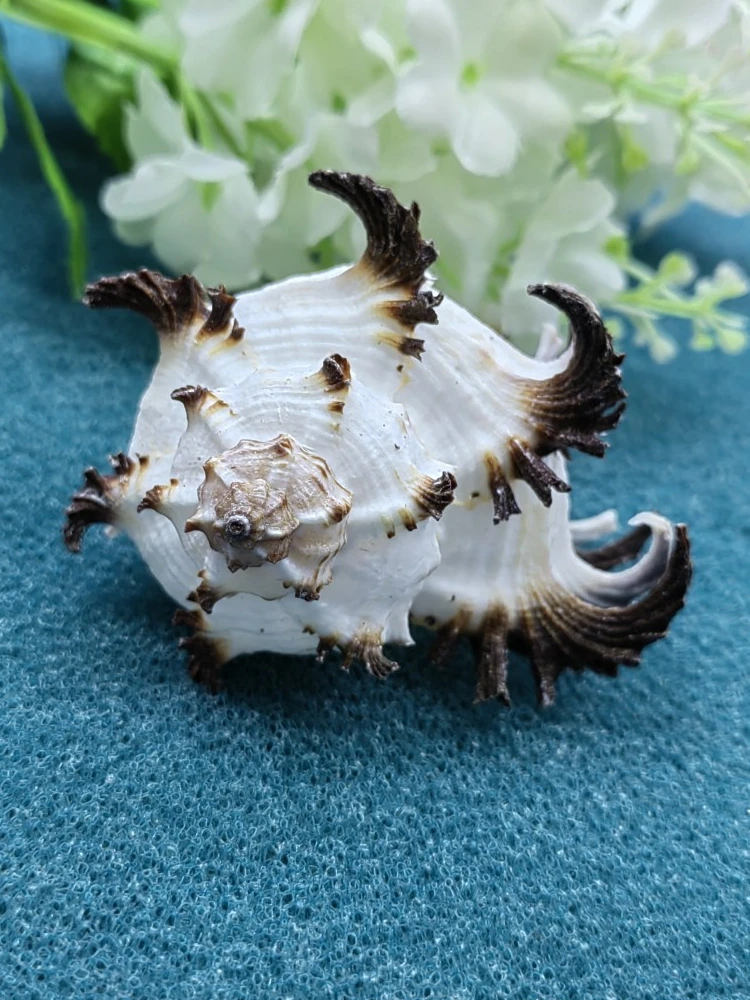 1pc Aquarium Conch Seashell Thousand Hand Conch Hermit Crab Shell Replacement Gift Fish Tank Landscaping Aquarium Decoration