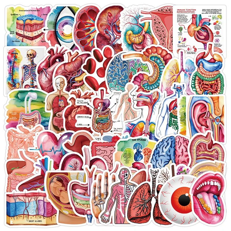 50 Uds. De pegatinas de anatomía médica de órganos humanos de dibujos animados, bricolaje, diario decorativo, monopatín, guitarra, cuaderno, casco, calcomanías, juguetes para niños, regalo