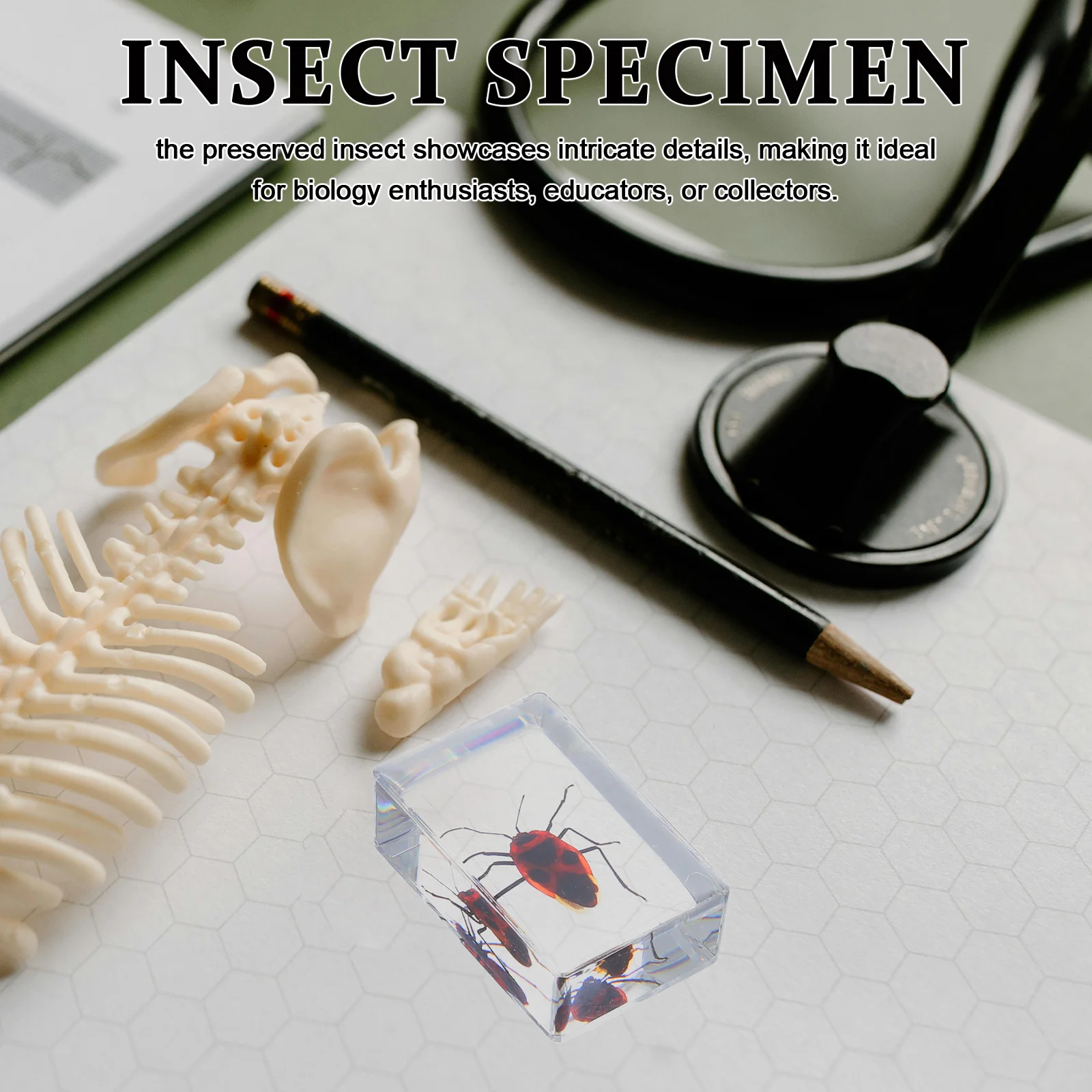 

6Pcs Resin Insect Specimen Reliable Material Preserved Insects for Long Lasting Office Desk Display Supplies Bugs Specimen