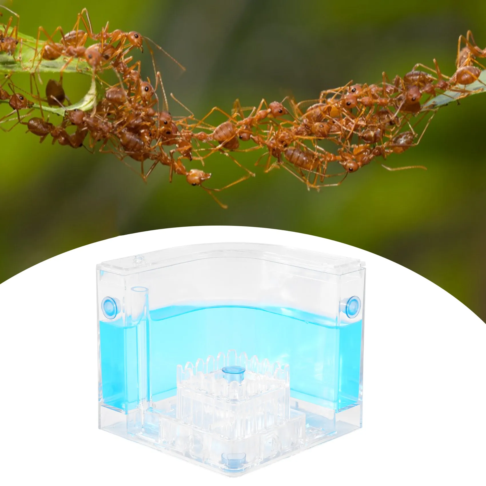 DIY влагоотдача с зоной кормления Муравьиное гнездо муравьиная ферма искусственное животное для искусственной муравьиной мастерской Муравьиное гнездо научное обучение