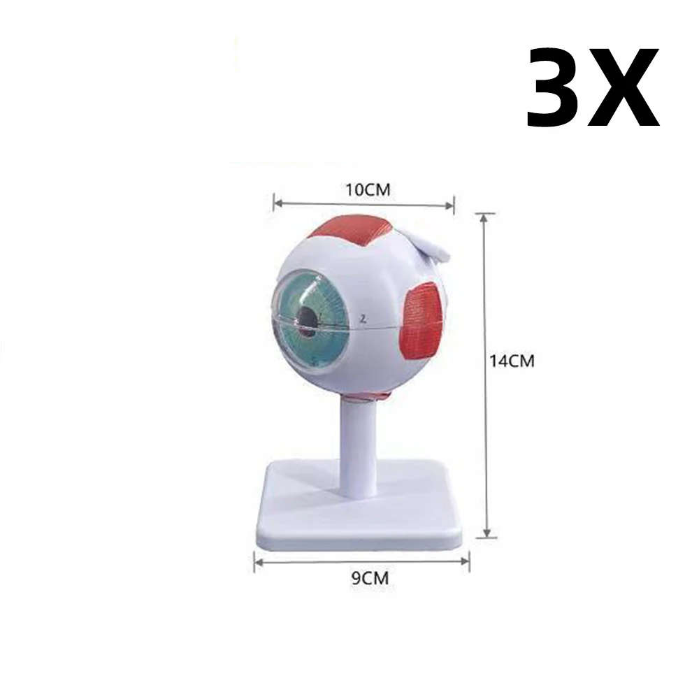 Modelo de Anatomia do Globo Ocular Órgãos Humanos, Ensinando Prop, 6X 3X Estudo do Olho Humano