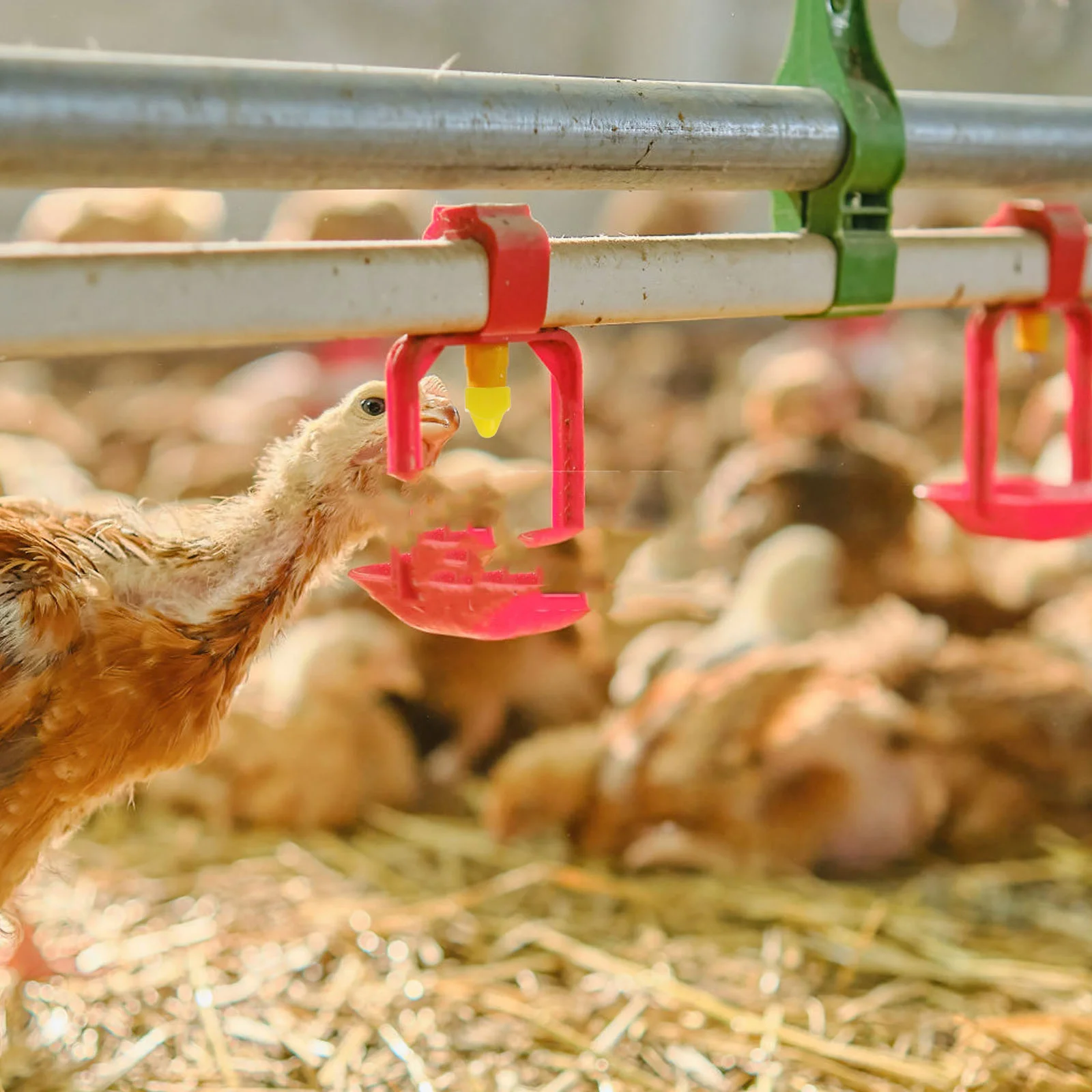 

1Set Chicken Waterer Nipple Automatic Poultry Water Feeder Set Bucket Heated Chicken Waterer Poultry Nipples Replacement