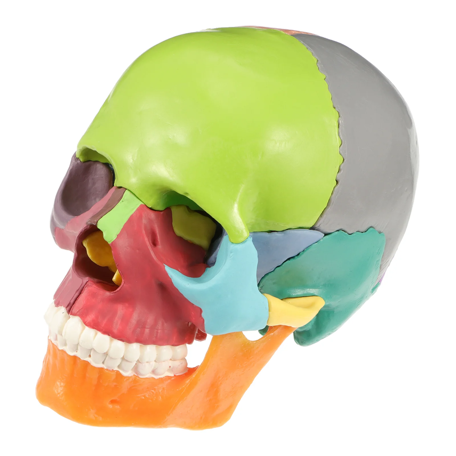 Modelo médico de cabeza de calavera, modelo de cráneo humano, modelo anatómico médico colorido, modelo de cráneo anatómico, adorno de escritorio