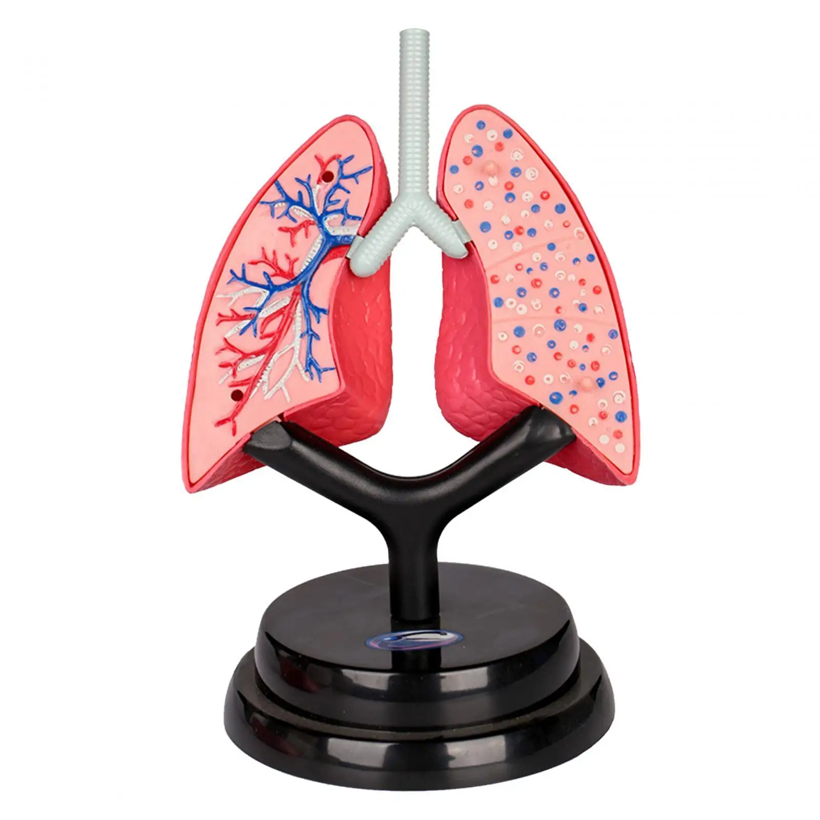 Respiratory System Model Human Lung Puzzle Realistic Teaching Tool Organ Model