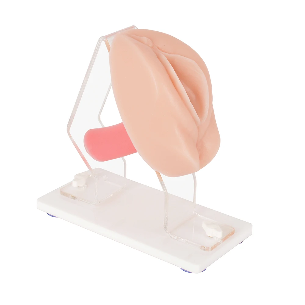 

Gynecological Examination Simulator/Educational Pelvic Health Kit