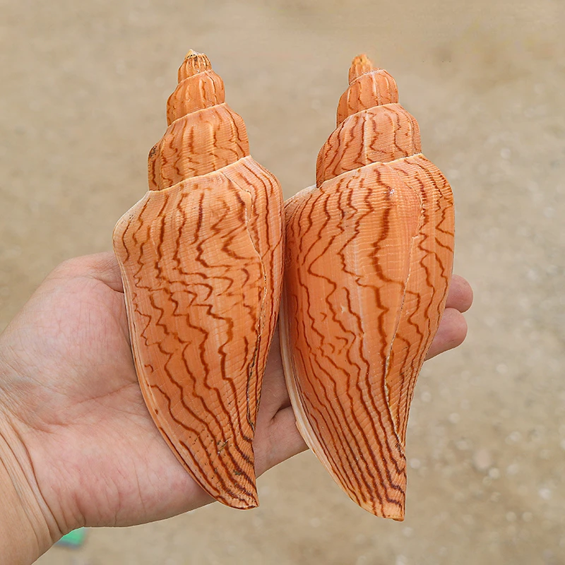 Fulgoraria Rupestris Specimens Natural Rare Conch Shells Fish Tanks Landscaping Photography Props Home Collection Ornaments