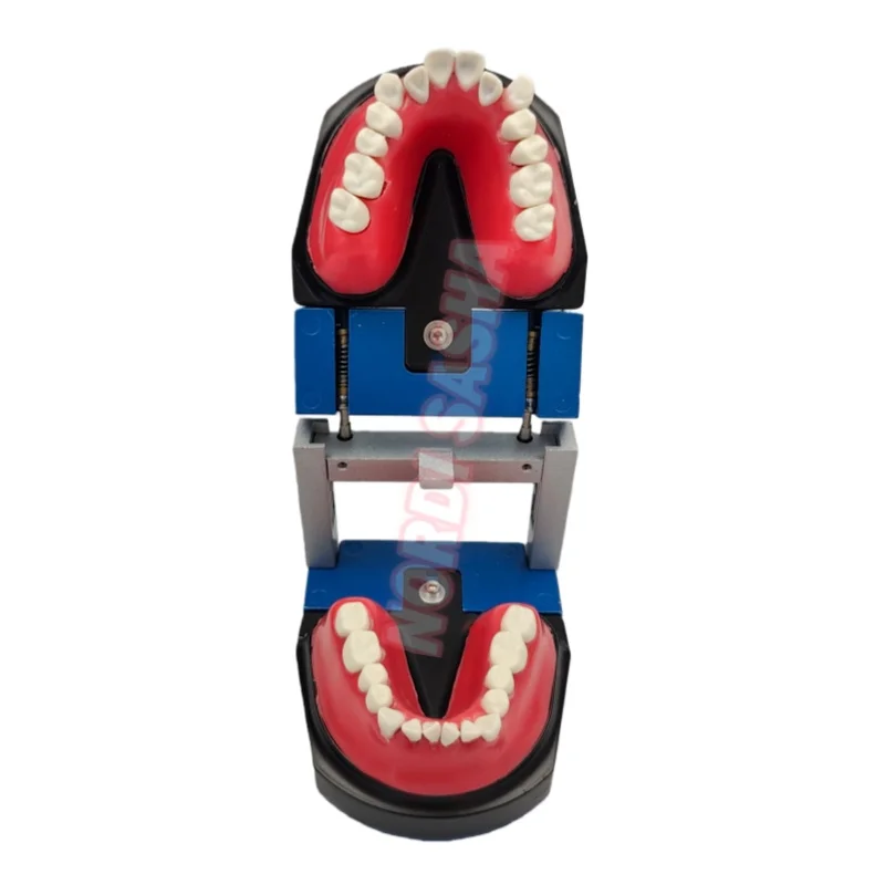 

1Pcs Dental Typodont Orthodontic Training Model M8017 Practice Teeth Model Wax Form Removable Resin Teeth Standard Model