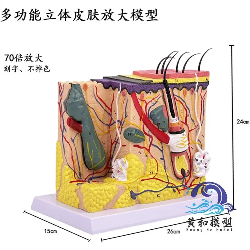 Stereoscopic Skin Tissue Structure Enlarged Model Hierarchy Human Structure Hierarchical Dissection Mould Cosmetic Plastic Surge