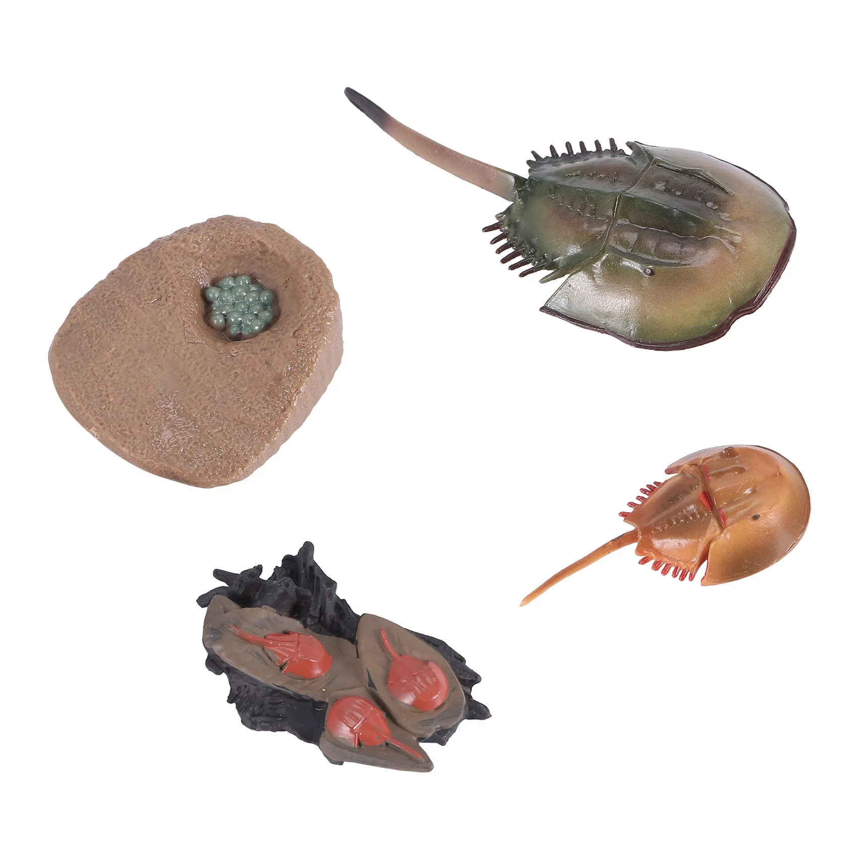 Simulation Horseshoe Crabs Growth Cycle Model,Insect Life Cycle Action Figures Model Life Cognition Model Ornaments