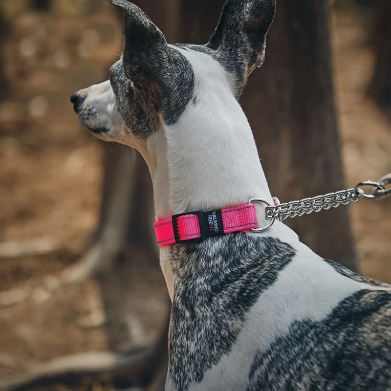 Anti-break Greyhound Whipbit  Special Collar Comfort Airless terrier Bedlington Harnesses Dogs Accessories Pet Supplies