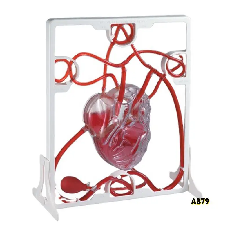 การไหลเวียนของหัวใจจําลองวิทยาศาสตร์การศึกษาสําหรับนักเรียนห้องเรียน EDU วิทยาศาสตร์ Human Body Anatomy อวัยวะรุ่น