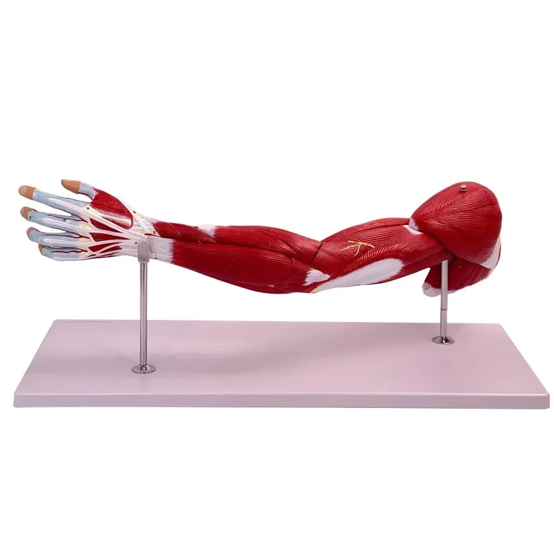 Medical Anatomical Human Muscular Arm Anatomical Model 7 Parts Life Size Hand Skeleton Model Anatomy