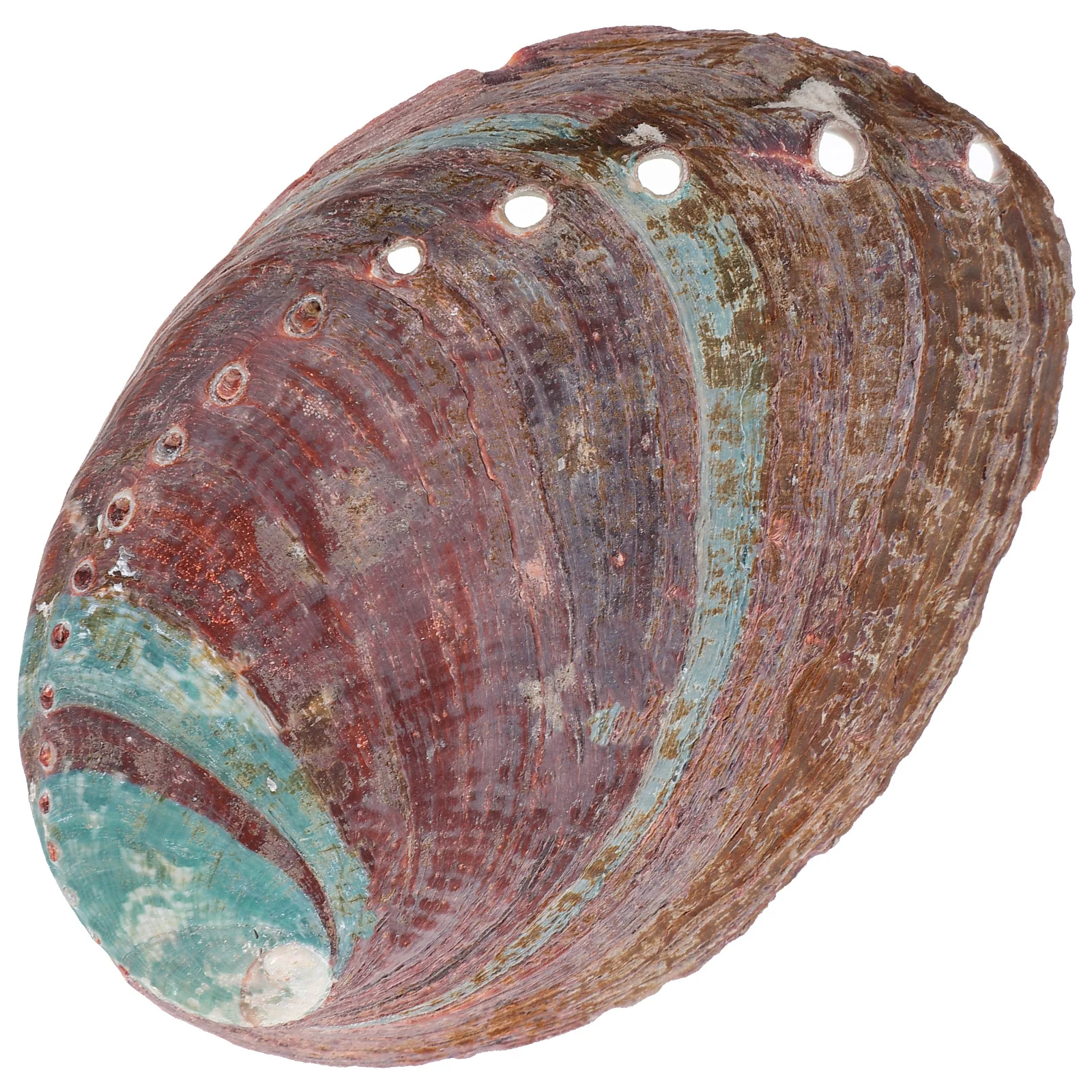 

Natural Abalone Shell Decor Craft for Incense Burning Aroma Diffuser Holder Spiritual Offering Container Home Temple Use