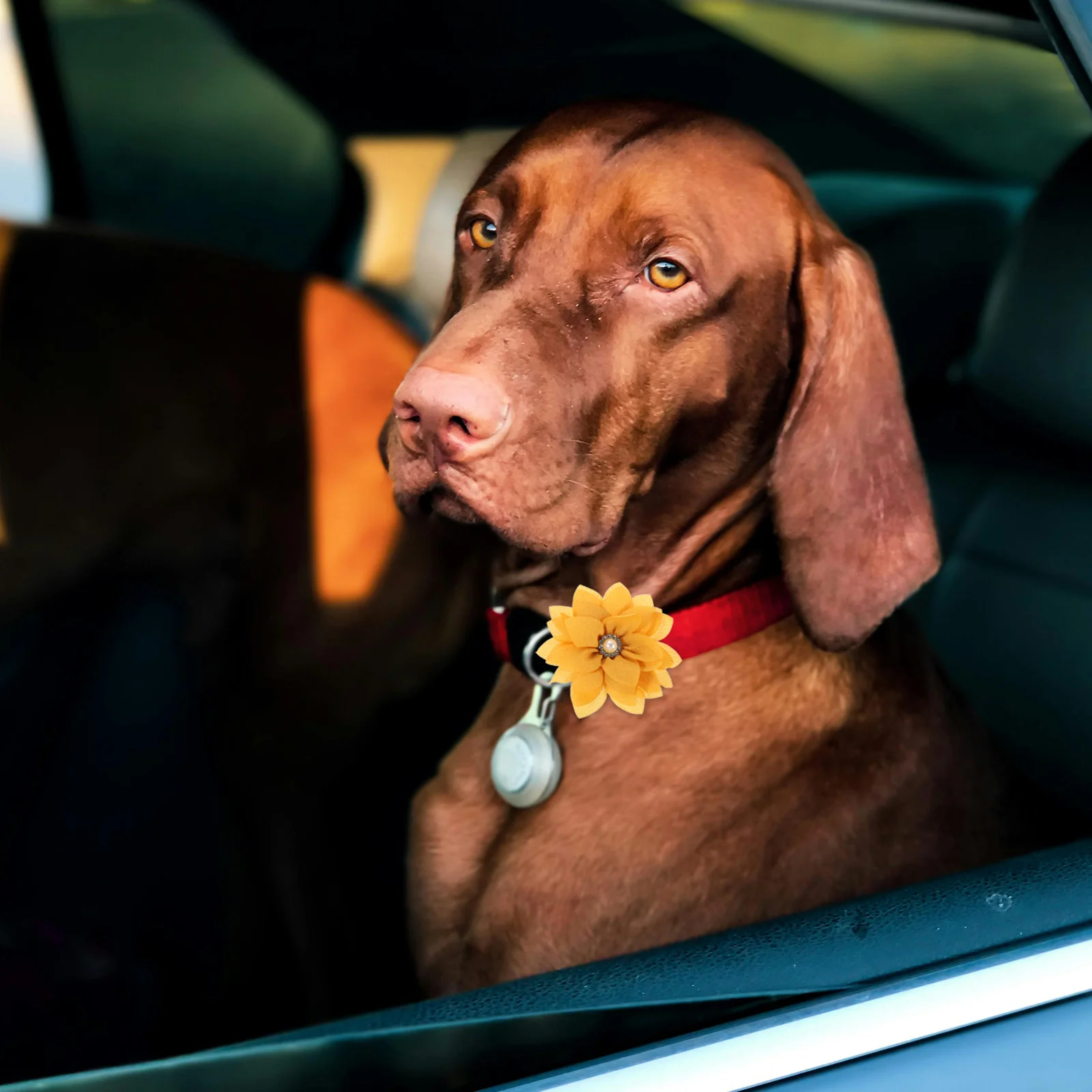 

20Pcs Pet Collar Flowers Multi-Color Cloth Rhinestone Decorative Flower Charms for Dog Cat Puppy Grooming Accessories Fashion