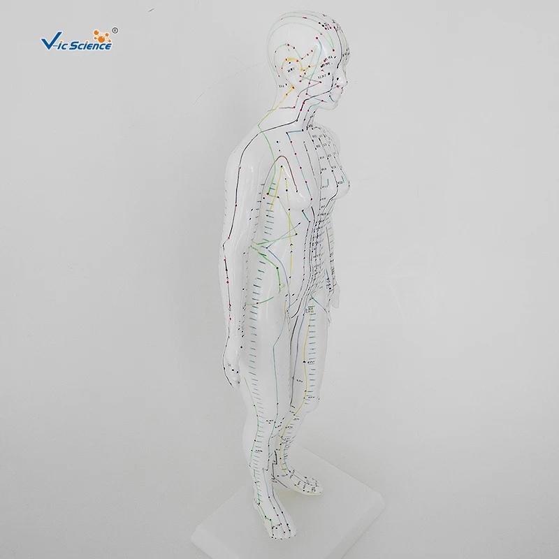 Acupuncture Model 48CM Female