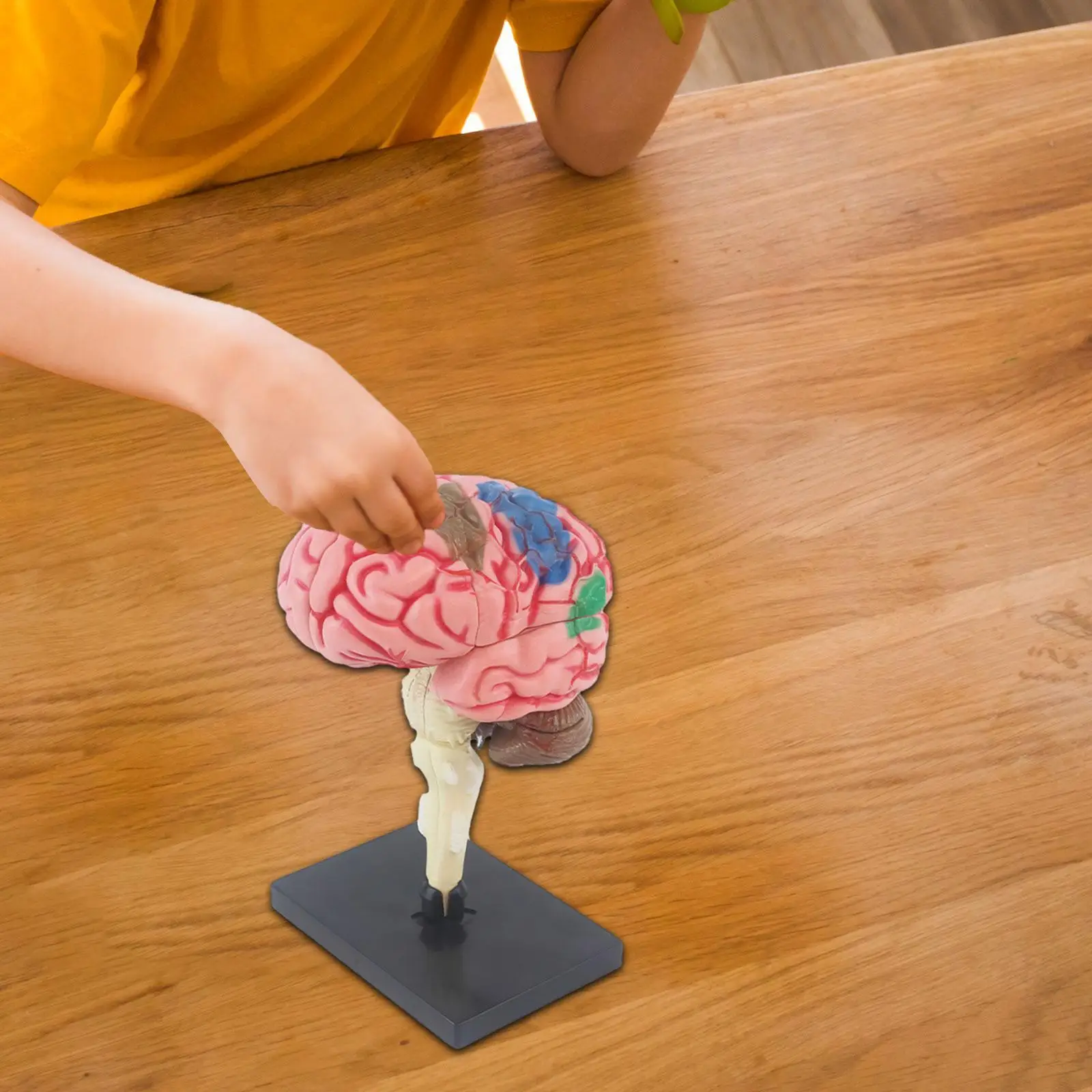 PVC Human Brain Model Disassembled Figure for School Education Anatomical Mind Statue with Base for Science Learning Tool