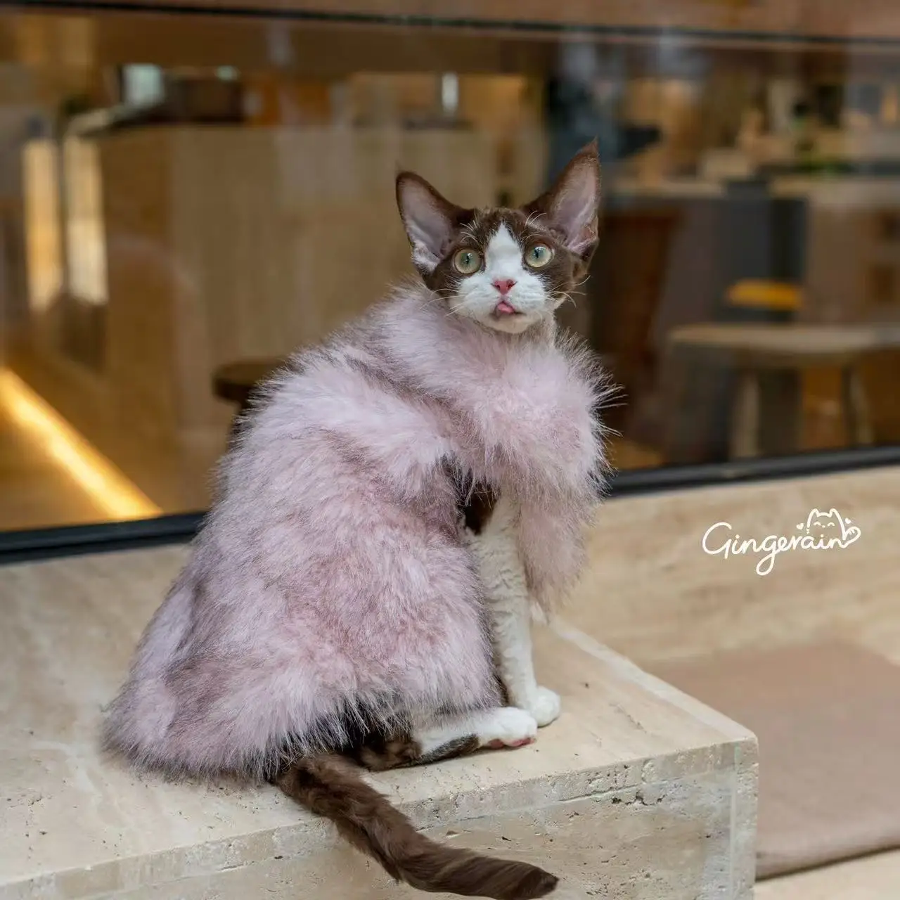 Kleding voor vrouwelijke katten Winterbontkledingjas voor Sphynx-katten Warm lief kostuum voor Devon Abyssinische kittens in de herfst