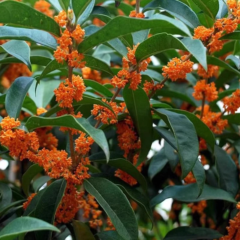 Naturale Cina Osmanto dorato Osmanto rosso Fiore secco per la salute di bellezza Sapone fai da te Gioielli Matrimonio Crea candela Decorazione della casa