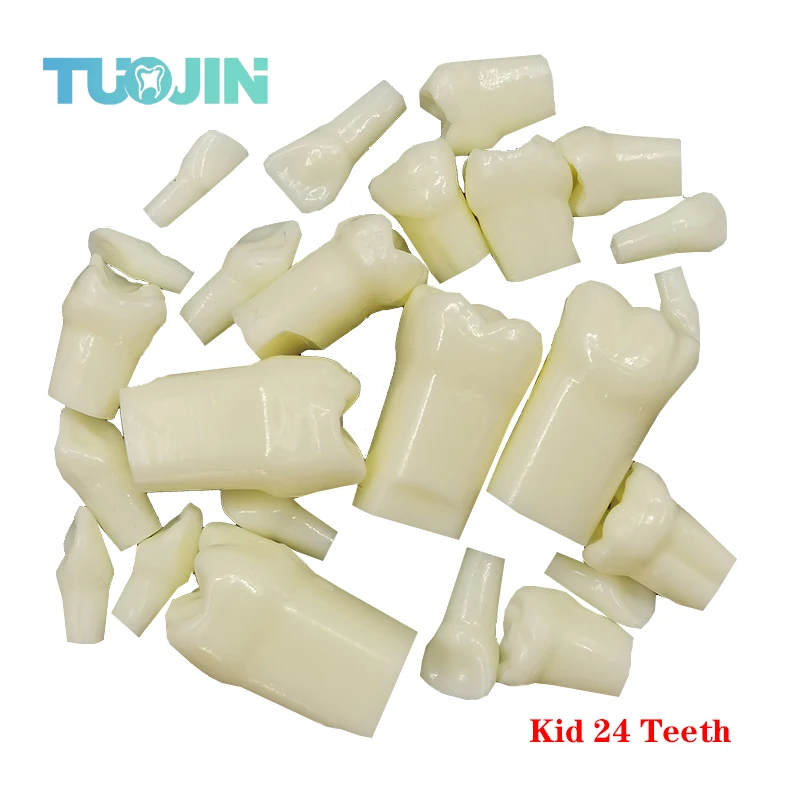 Dental Kid Child Resin Teeth 24pcs Removable Resin Teeth for Practice Teaching Teeth Jaw Model Dentistry Demonstration Tool