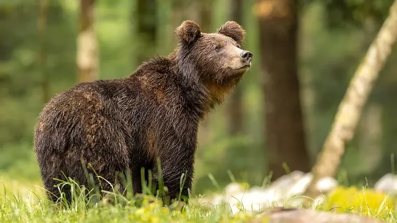 

iFlight Chimera7 Pro V2 Frame Kit with 6mm Arm for FPV Parts