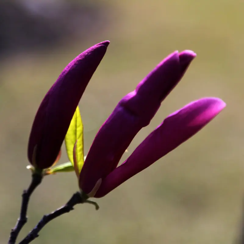 شجرة عيد الميلاد مغناطيس الثلاجة الديكور 2026 عيد الميلاد سانتا الرنة ملصق مغناطيسي للثلاجة باب معدني المرآب الديكور #1