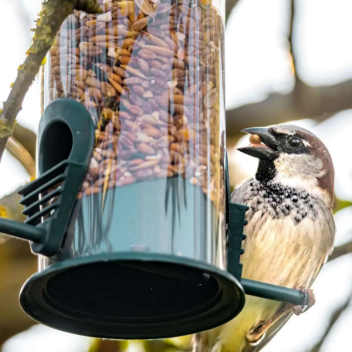 

Hanging Bird Feeder Wild Premium Hanging Tube Feeders for Garden Yard Outside